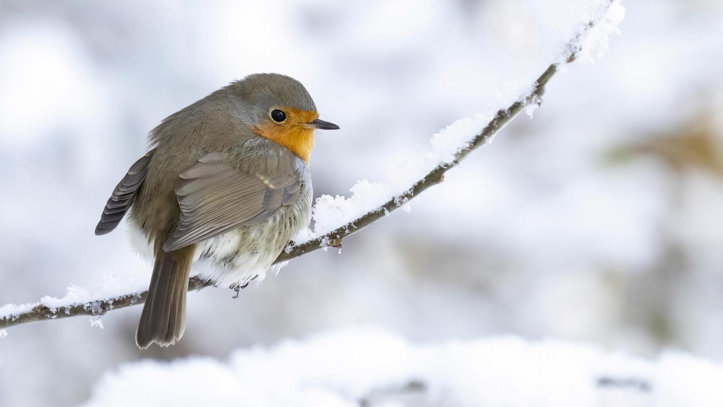 Il pettirosso, ricorda BirdLife, è uno dei rari uccelli che canta anche in autunno e nelle giornate d’inverno soleggiate
