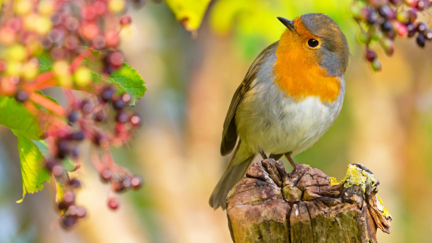 Il pettirosso rappresenta uno dei volatili più comuni in Svizzera