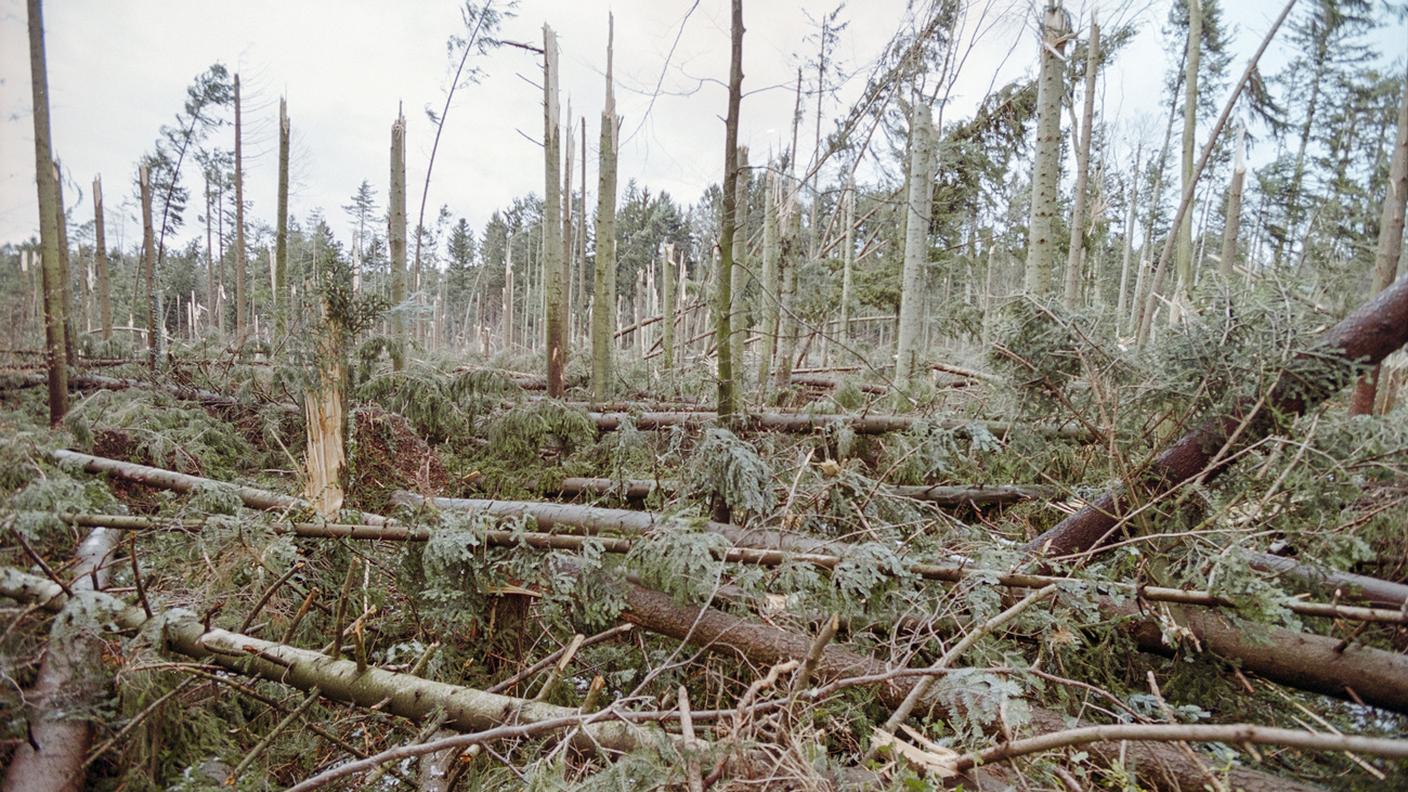 Furono migliaia gli alberi distrutti dalla tempesta Lothar nel dicembre del 1999