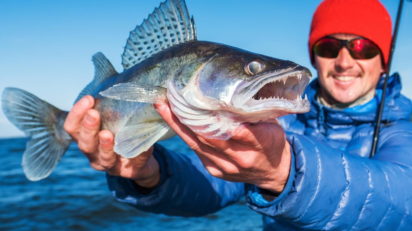 Questa specie, particolarmente apprezzata dai pescatori, è ben riconoscibile grazie a due pinne dorsali separate