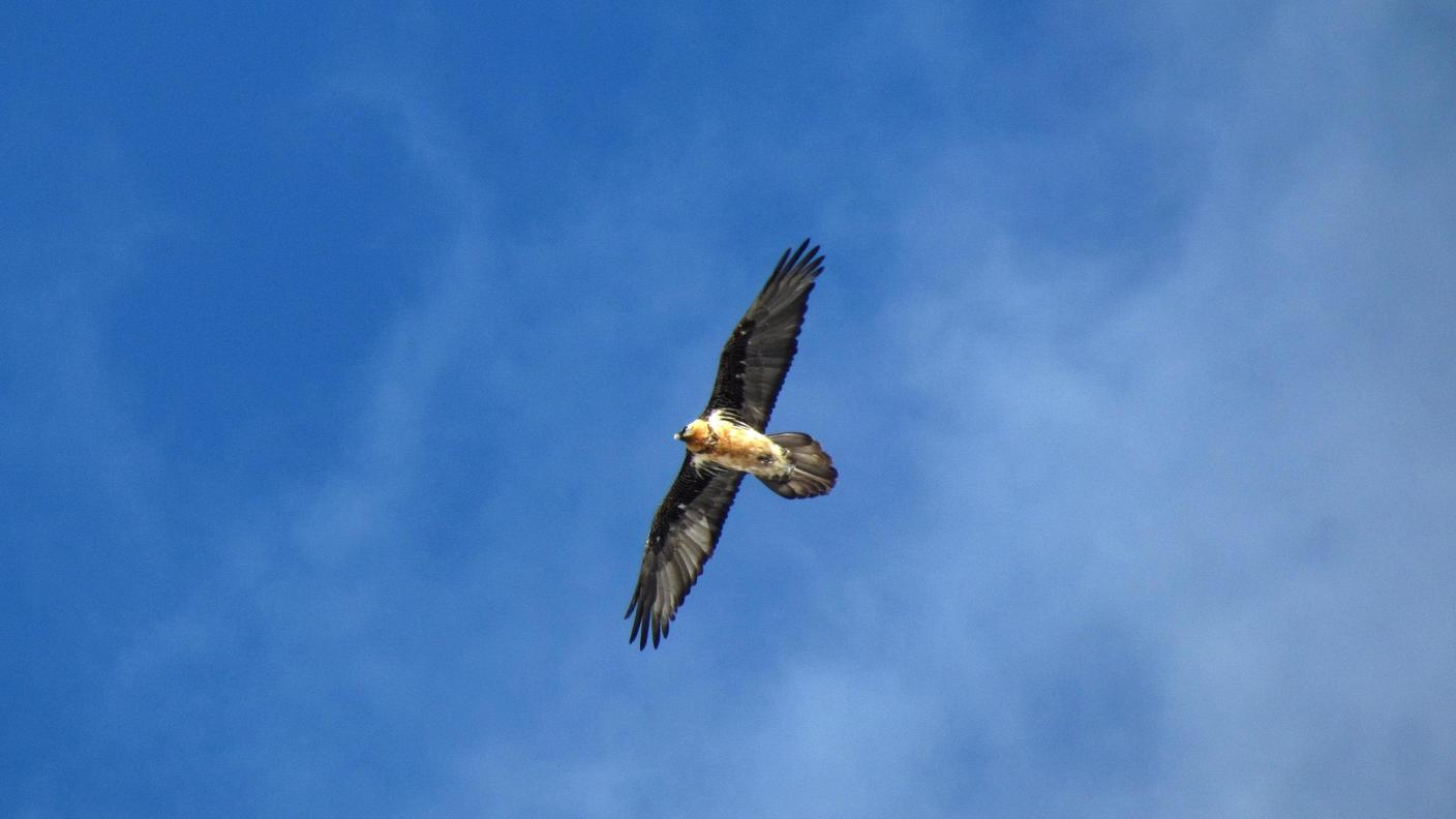 Alcune specie sono diminuite negli ultimi 20 anni fino al 60%