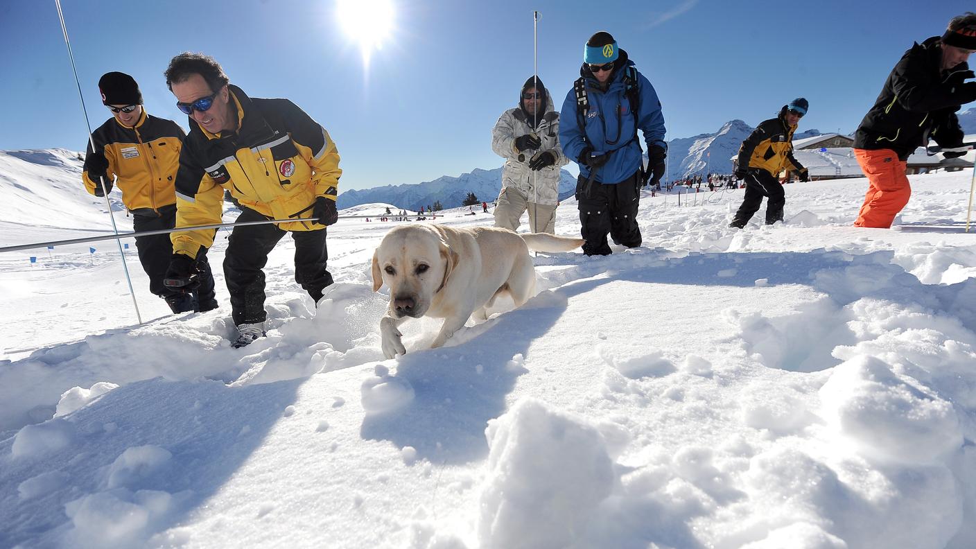 Tra le strategie vi è l'addestramento dei cani da valanga