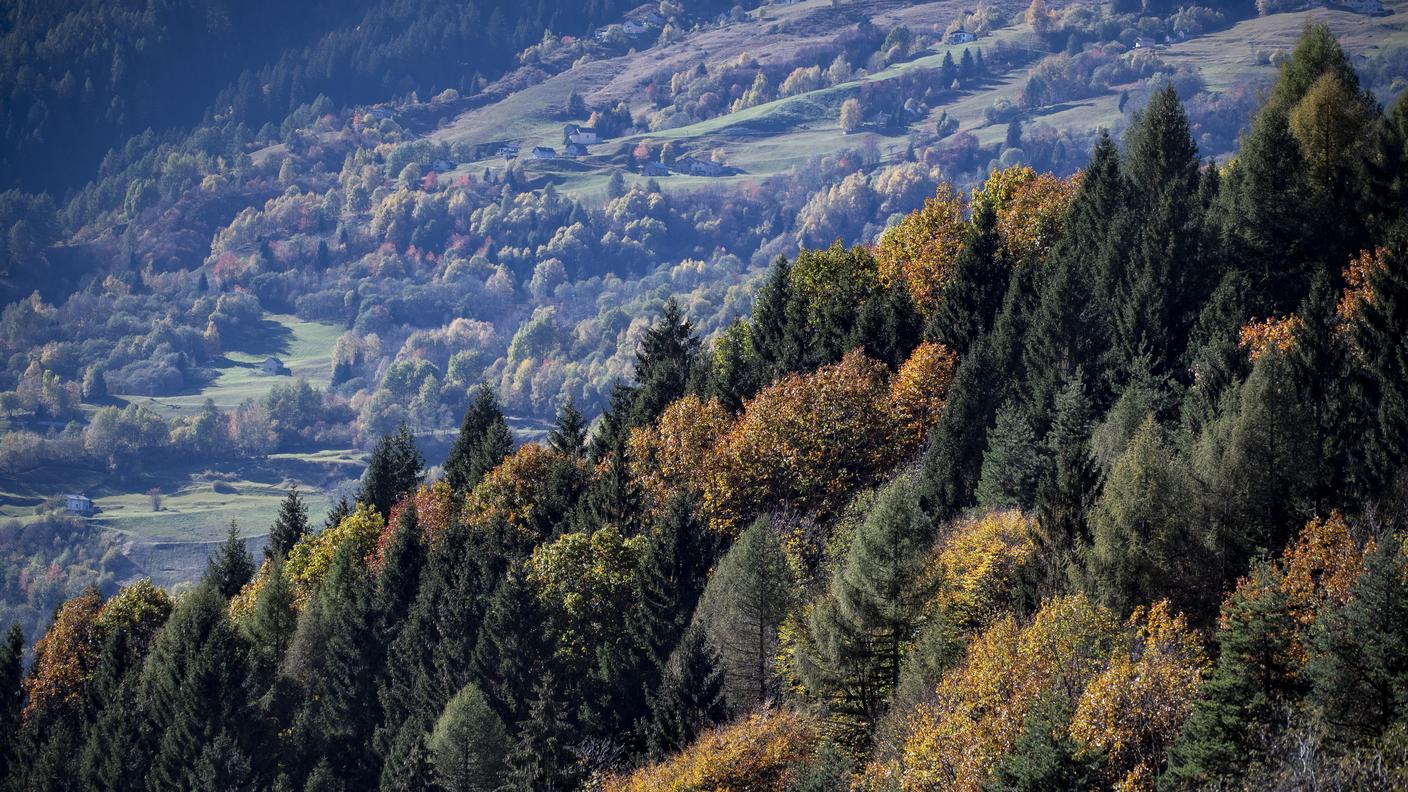 Cambiamenti climatici letali per le foreste