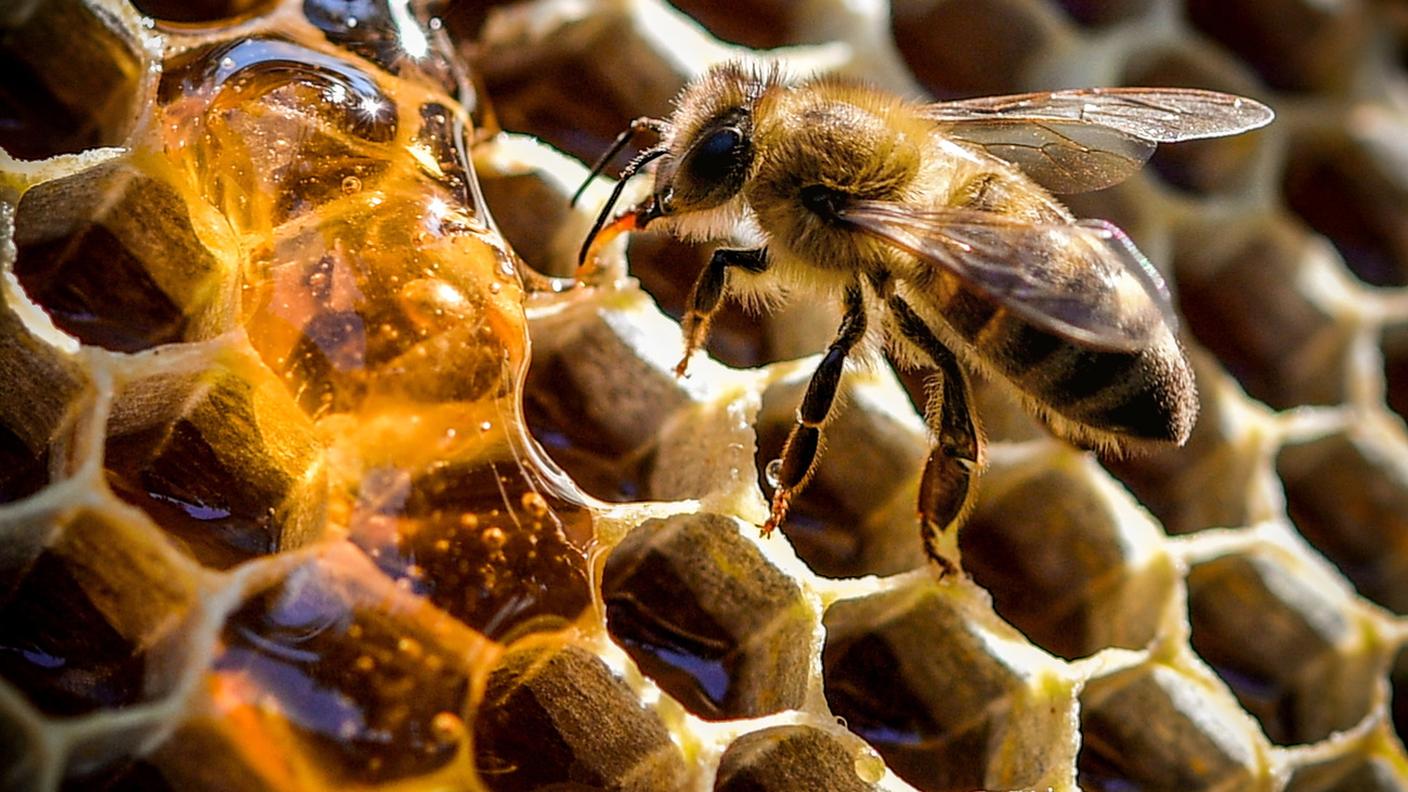 Una magra raccolta che tocca un po’ tutta la Svizzera 