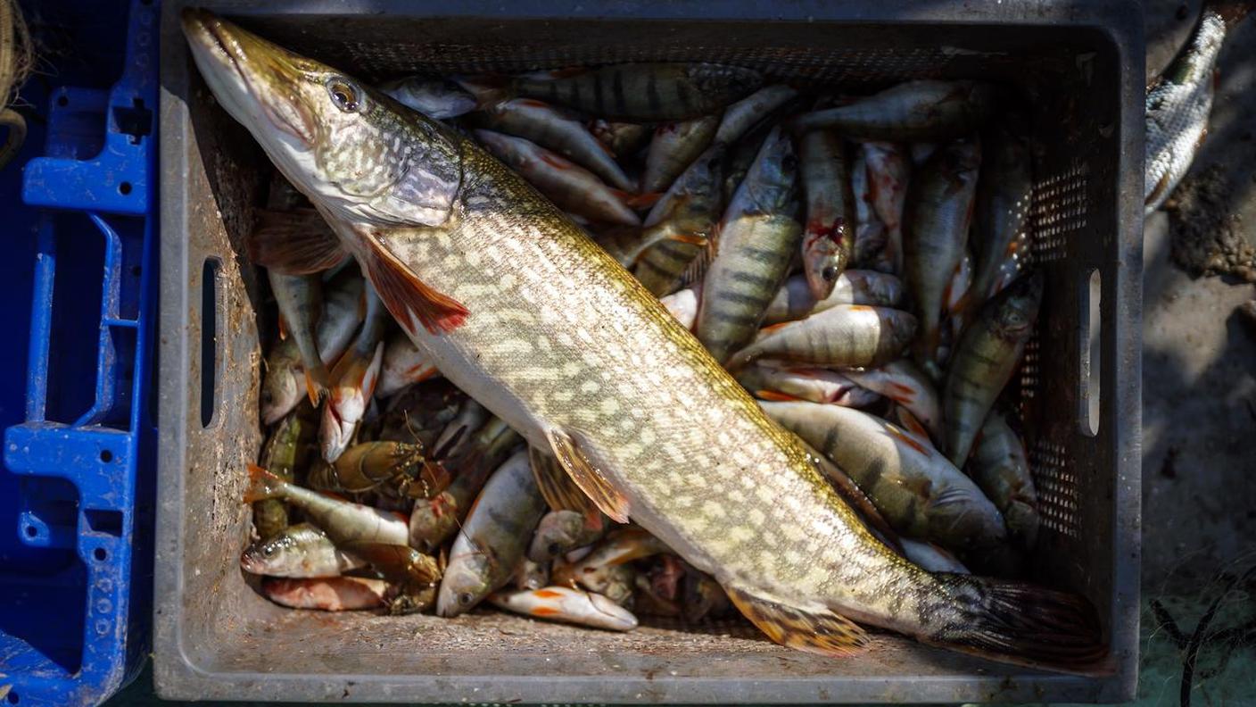 Le analisi sono state effettuate dall'Ufficio del consumo del canton Vaud