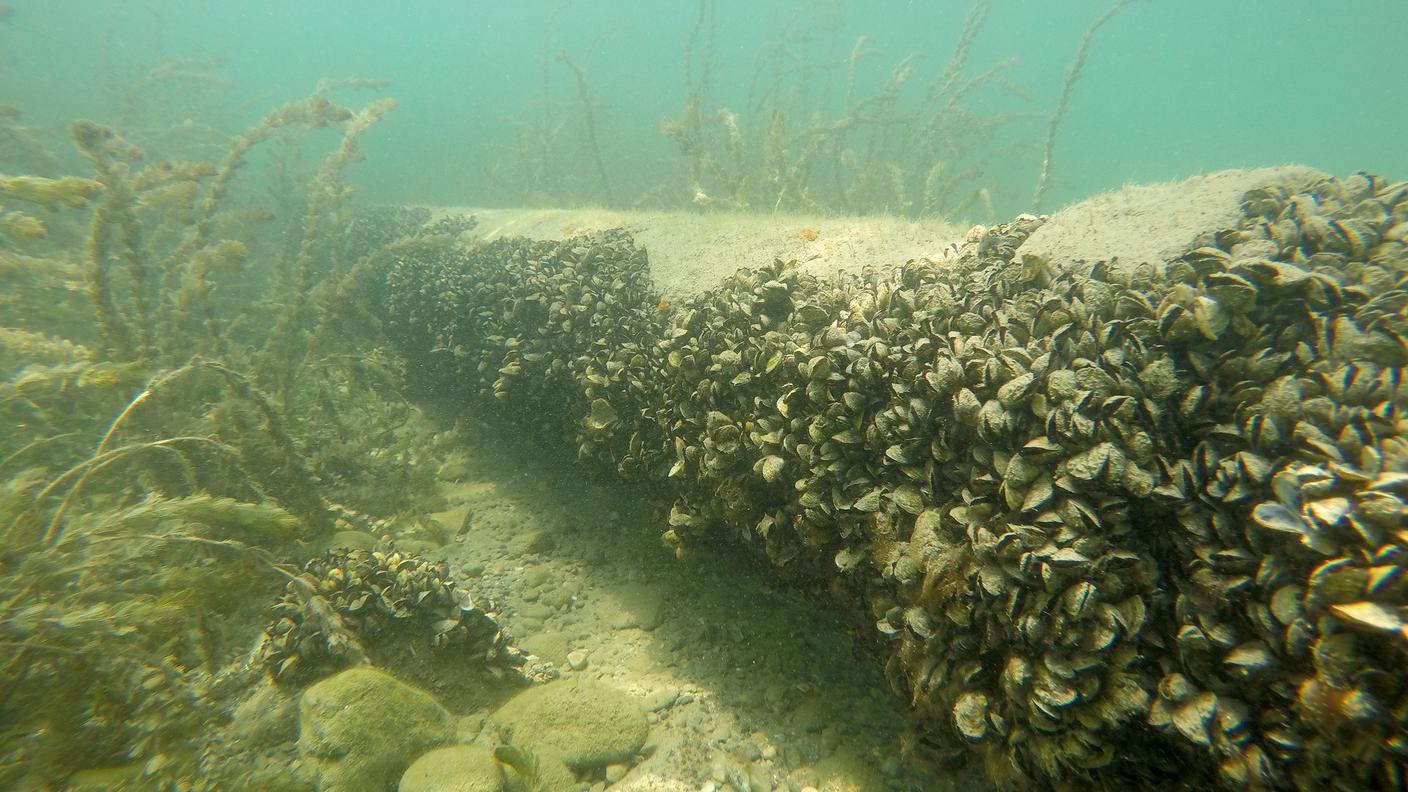 Filtri e scambiatori di calore possono proteggere gli impianti infrastrutturali dalla colonizzazione delle cozze