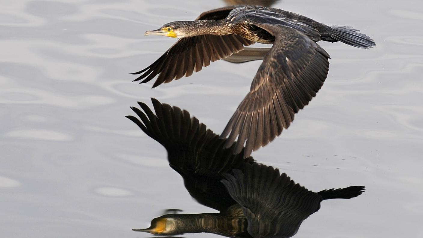Cormorano
