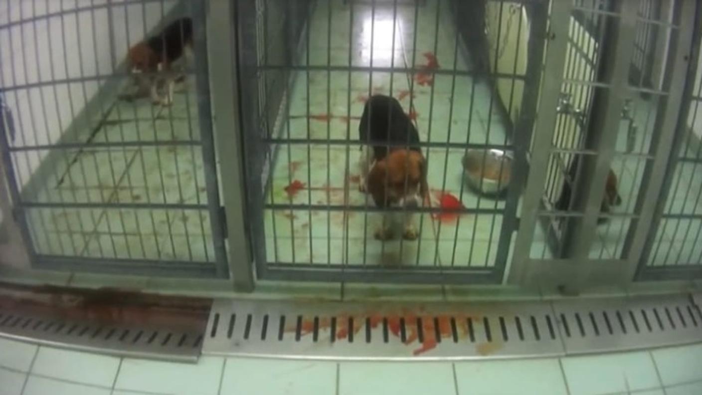 Una delle immagini mostrate da un'organizzazione animalista