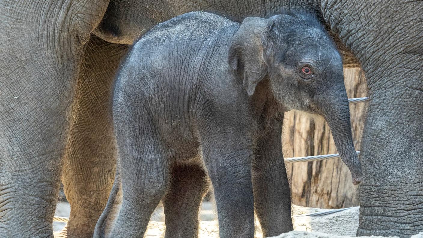 Il cucciolo è venuto al mondo esattamente alle 02.22 di stanotte