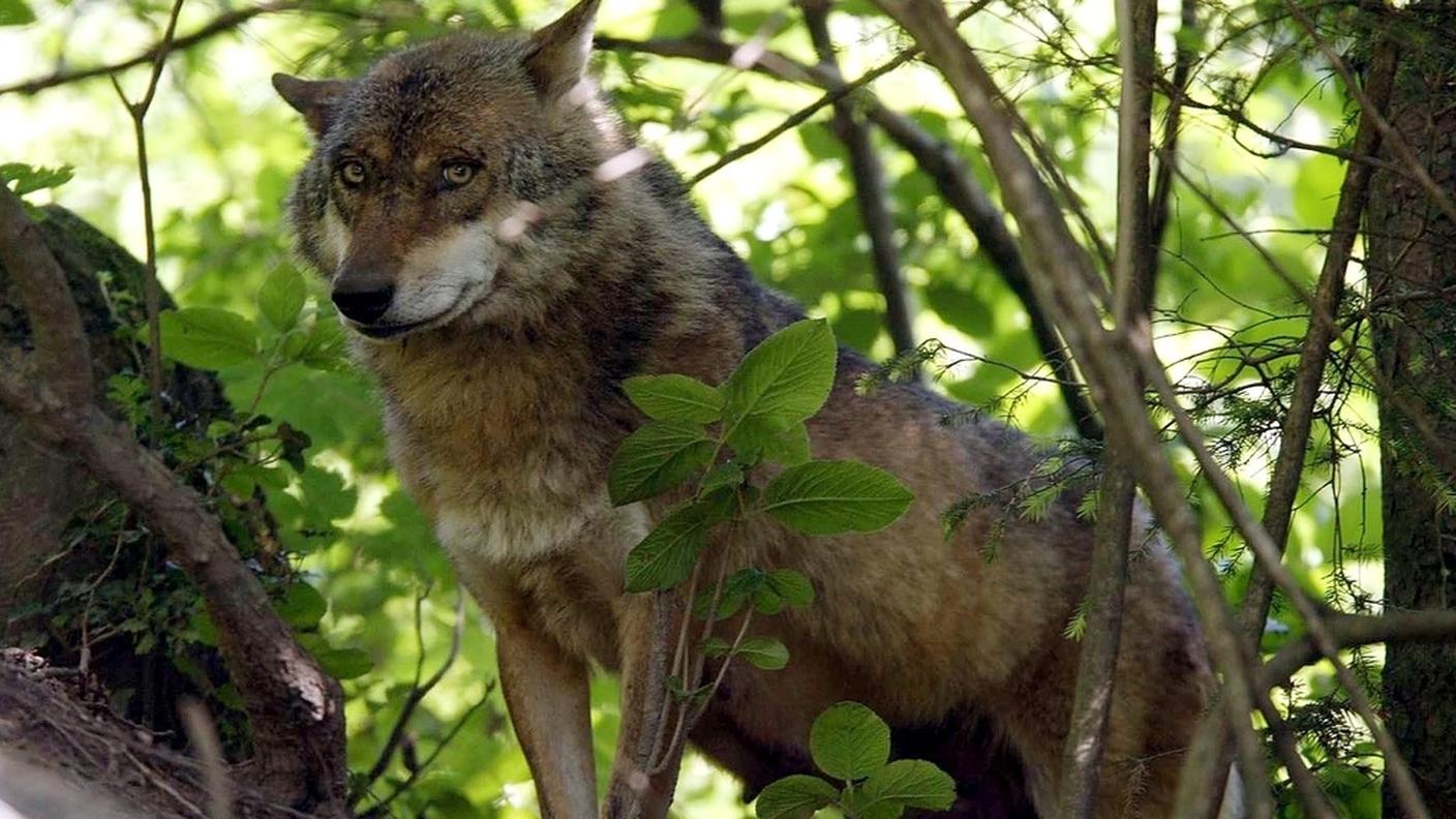 Il predatore