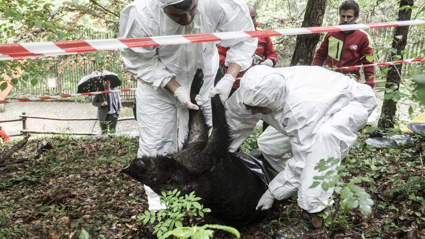 La peste suina africana preoccupa anche e soprattutto in Ticino, dove sono state già svolte alcune esercitazioni, come questa lo scorso maggio a Pedrinate