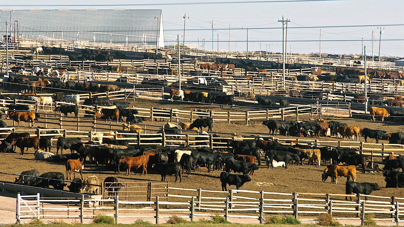 Un allevamento intensivo di bovini in Kansas, USA