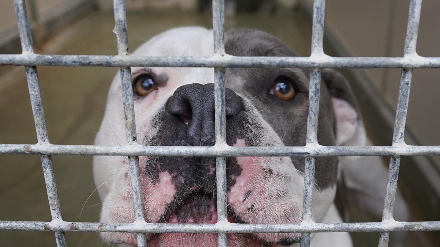 Un esemplare di American Staffordshire Terrier