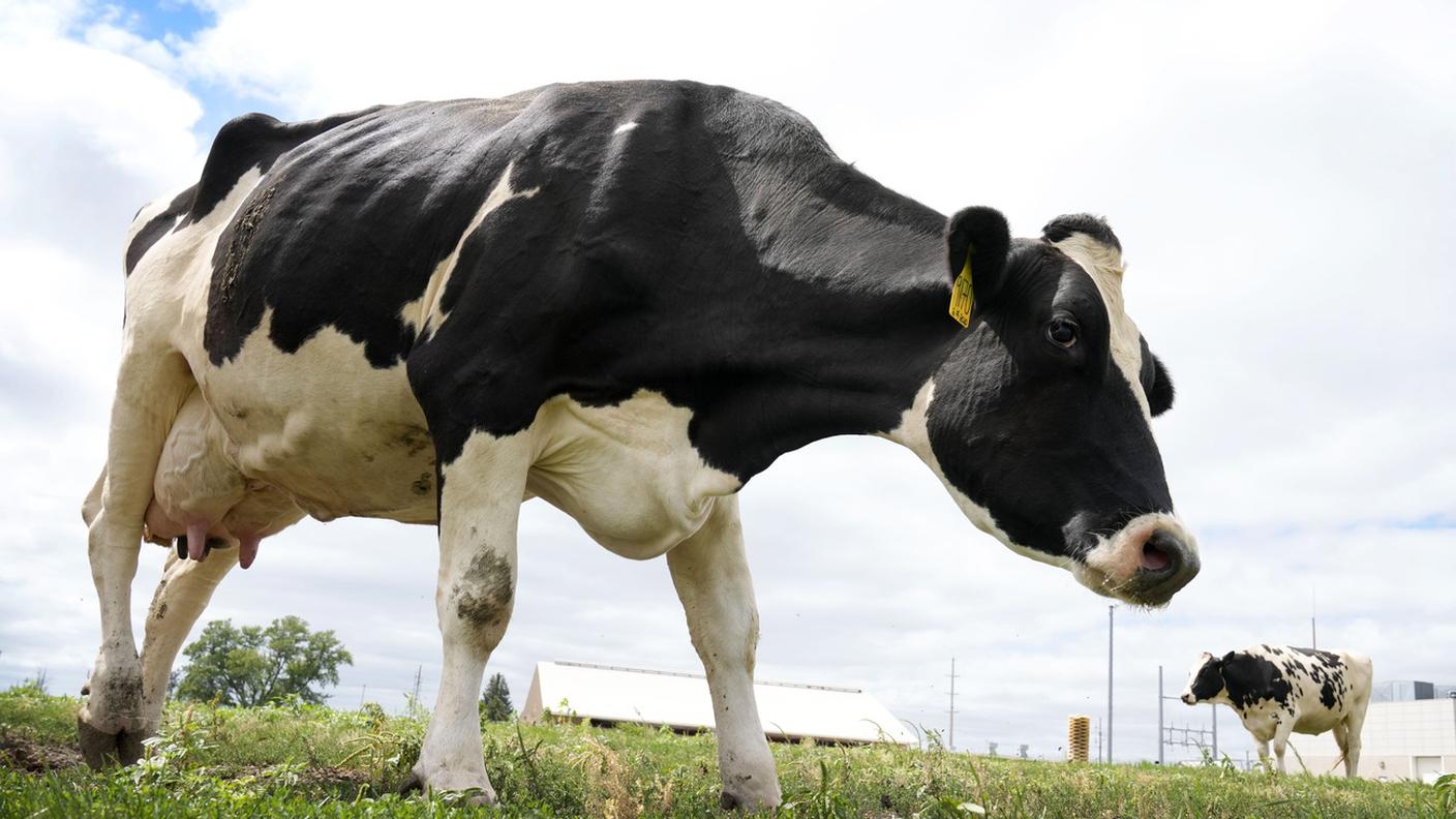 La produzione di latte è stata superiore al 2024 ma cresce la pressione sui prezzi