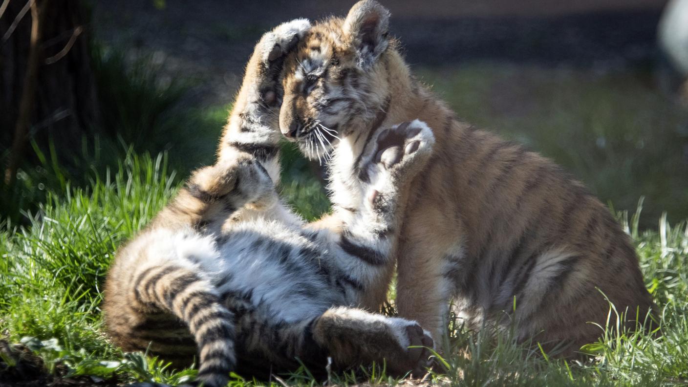 Associazioni contro la detenzione di animali selvatici in Svizzera