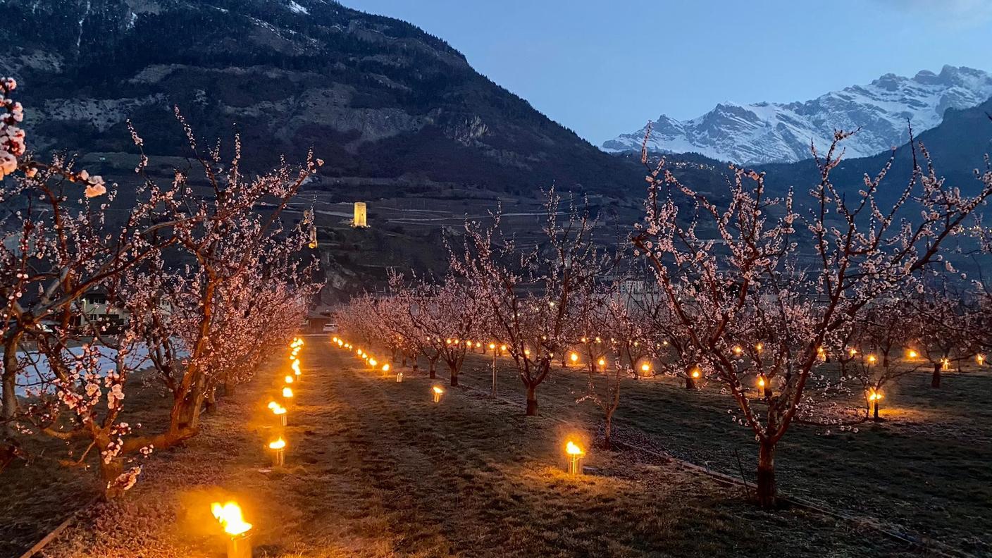 Candele accese al suolo, in un frutteto vallesano, nel tentativo di ostacolare il gelo