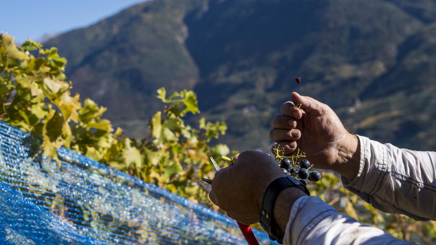 Un viticoltore al lavoro in un vigneto a Fully, nel Vallese orientale
