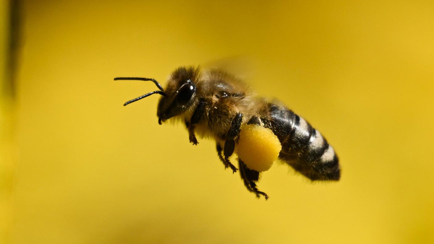 Solo per l'agricoltura elvetica il valore dell'impollinazione è stimato fino a 479 milioni di franchi