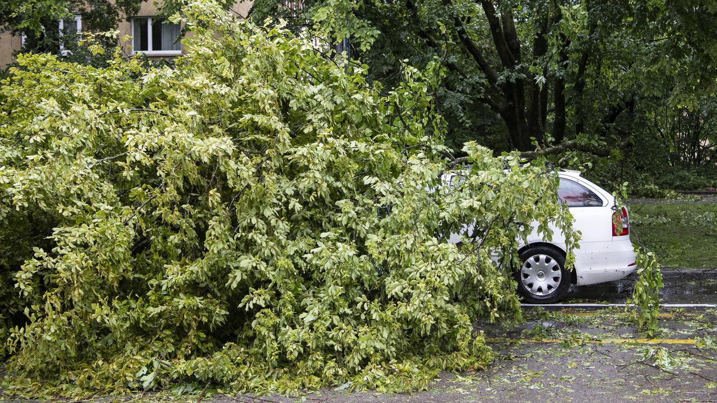 Molti alberi sono stati abbattuti a Zurigo