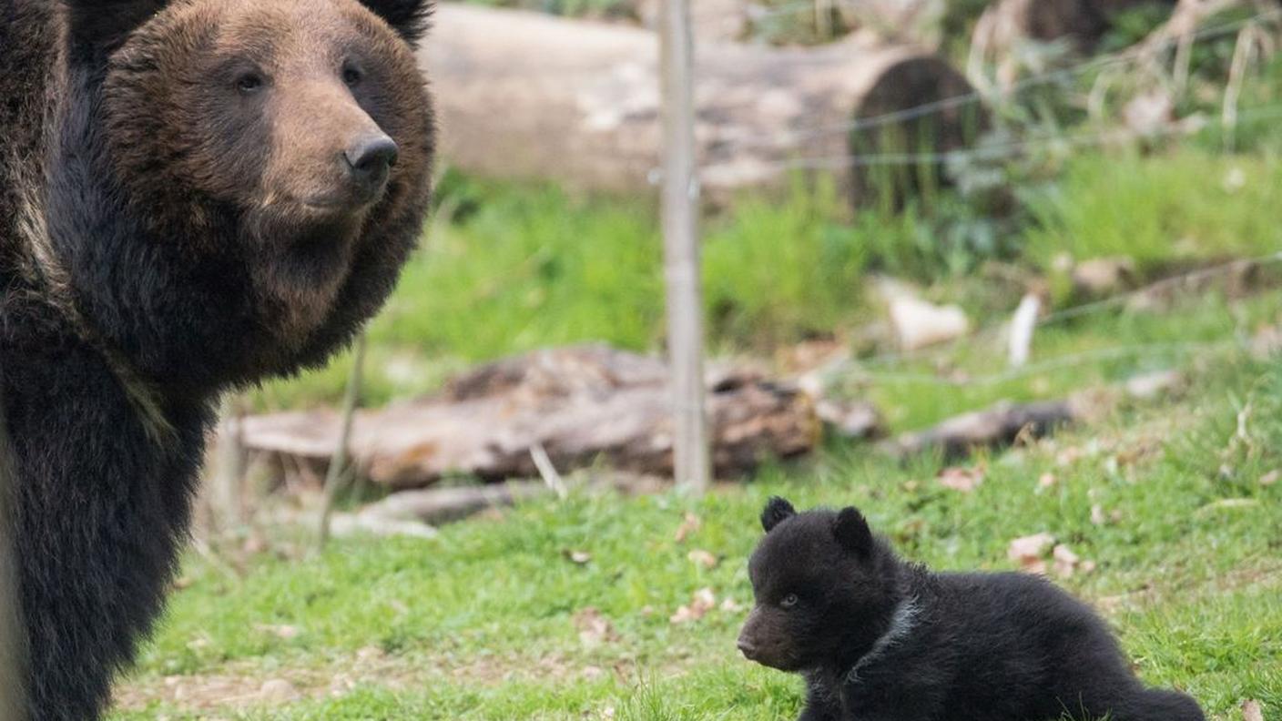 Alcune immagini dell'orsetto "3" in compagnia della mamma Mascha