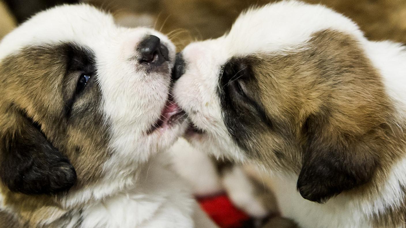 cuccioli ky 7.JPG