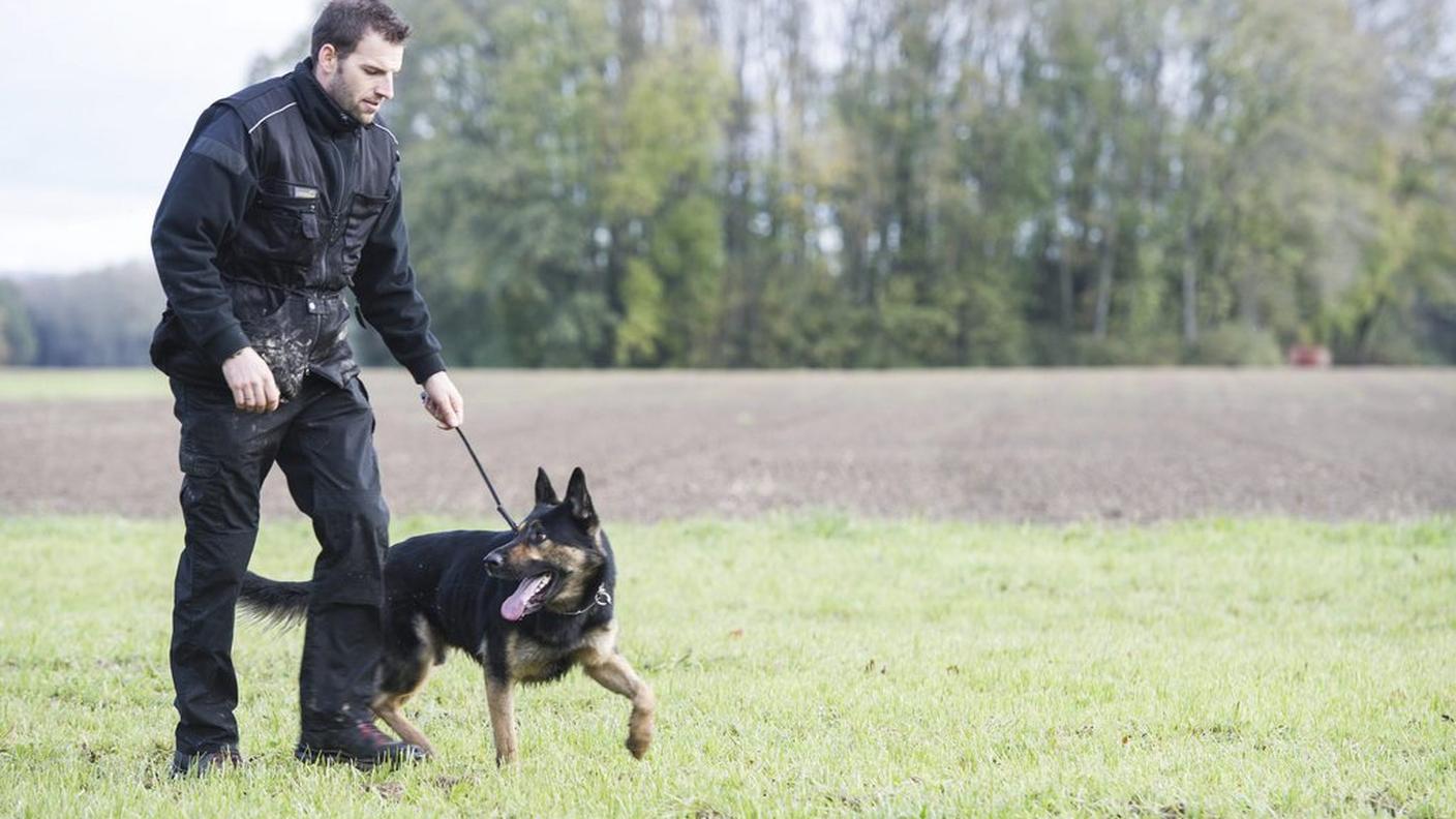 Un cane poliziotto