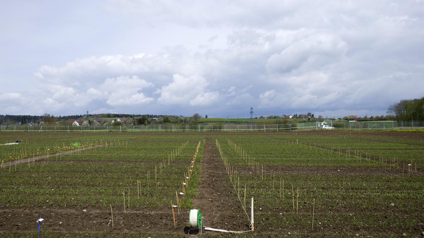 Uno dei campi di Agroscope per la coltivazione sperimentale