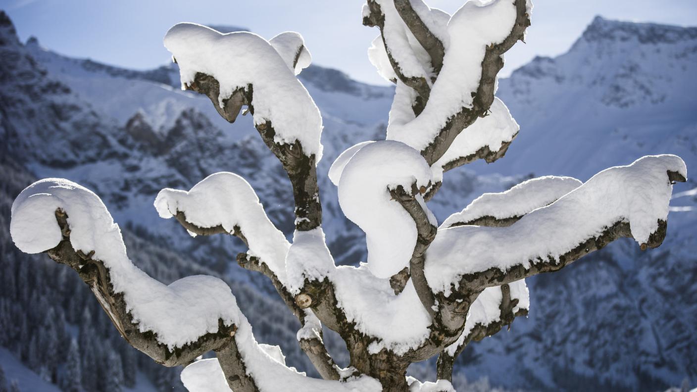 Albero innevato ad Adelboden