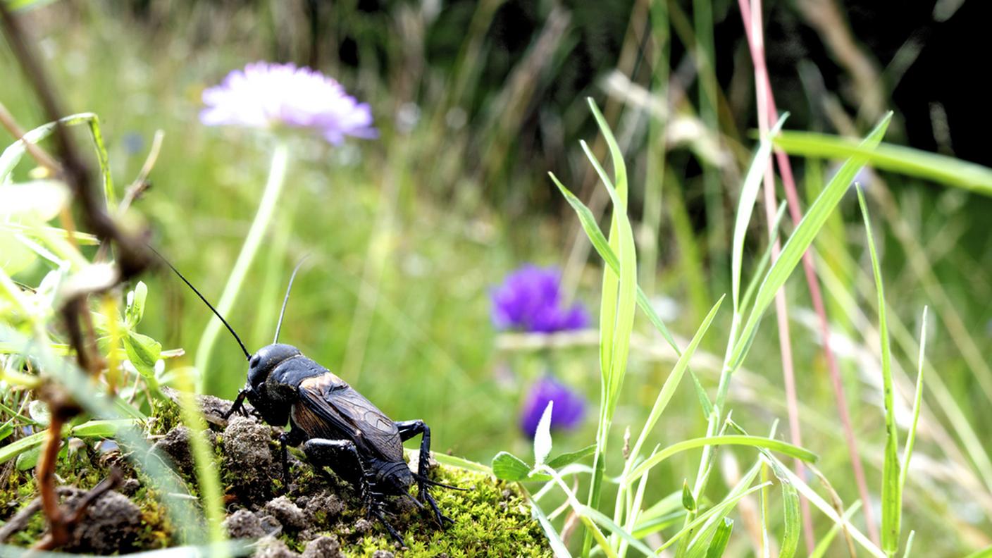 Un grillo nel suo habitat preferito