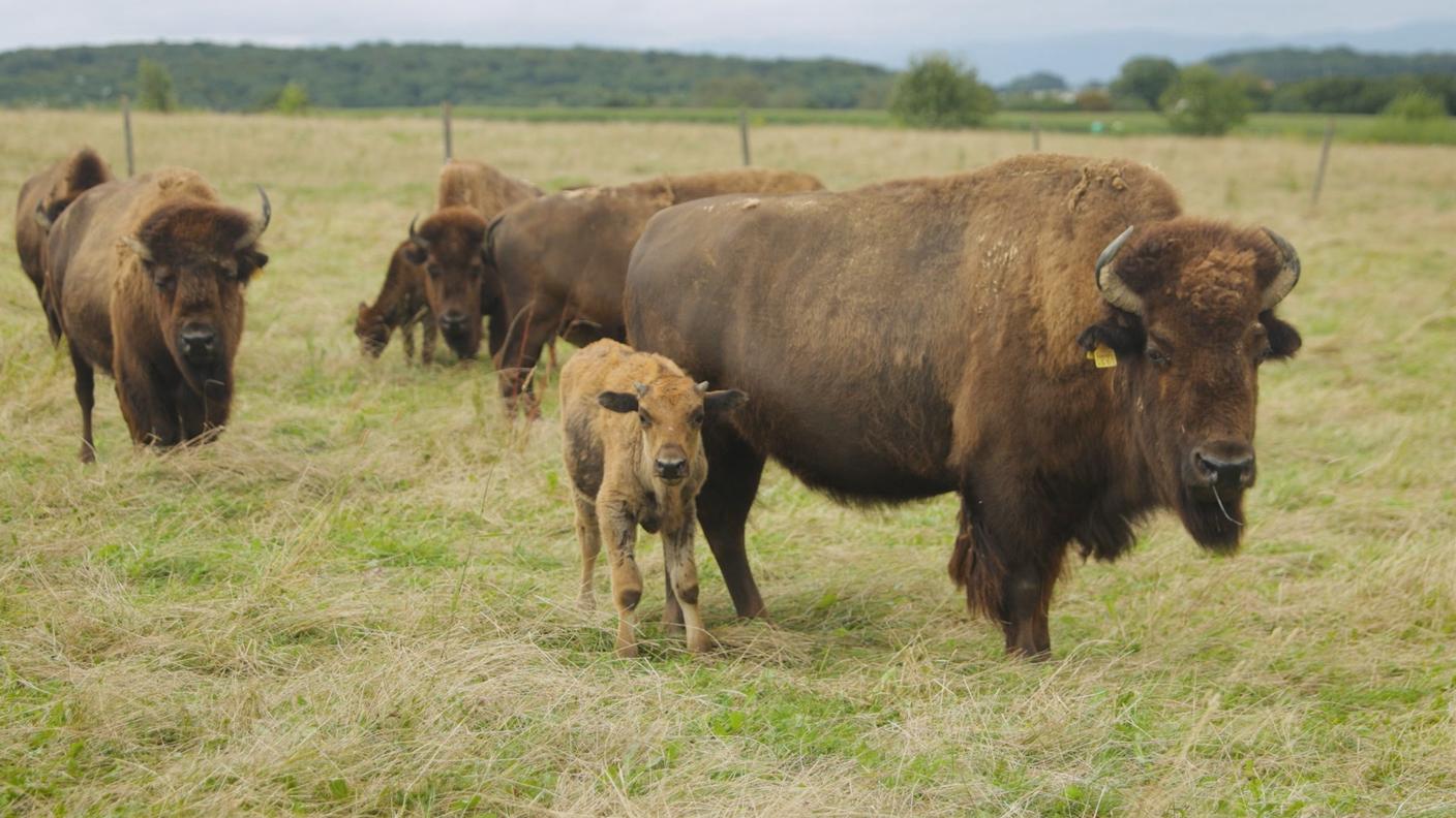 I bisonti dell'allevamento di Michel Prêtre, a Boncourt nel Canton Giura