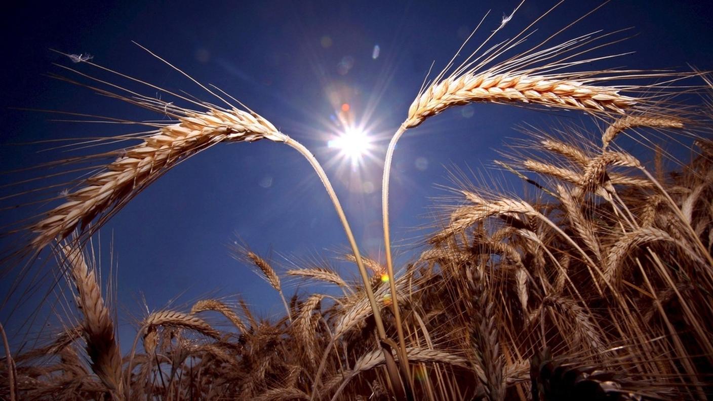 ky_grano_campo_agricoltura.JPG