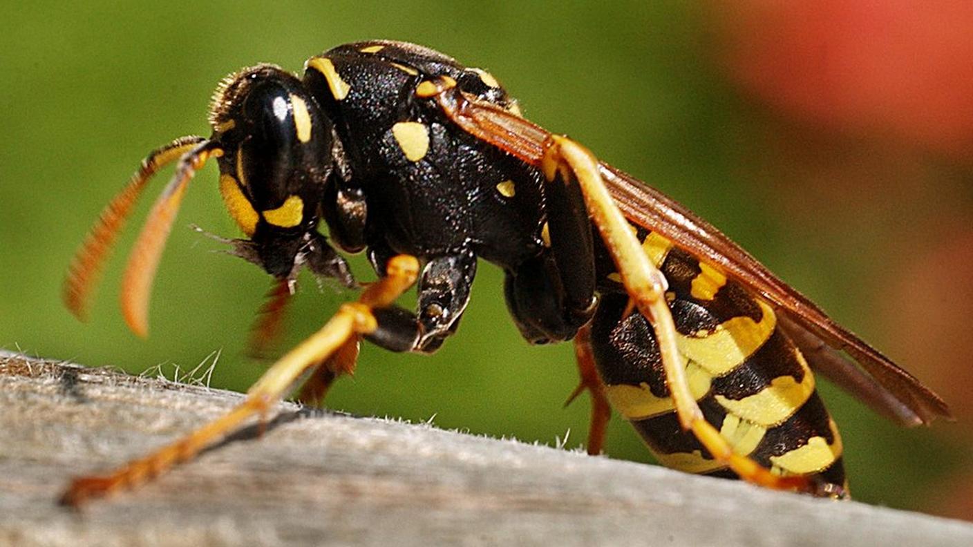 Un'importante tassello della catena alimentare