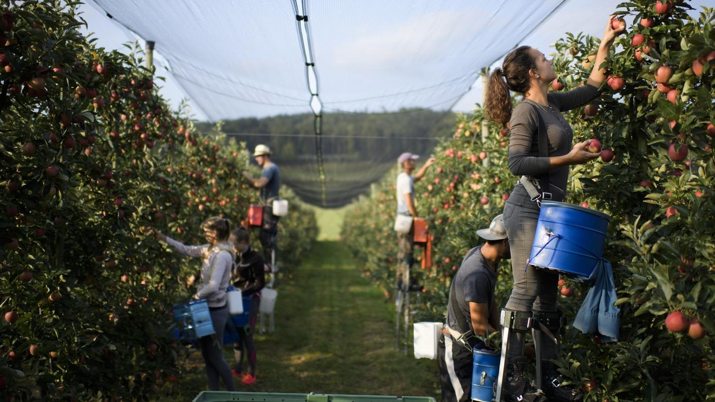 Gli eventi climatici hanno colpito anche la produzione di frutta svizzera