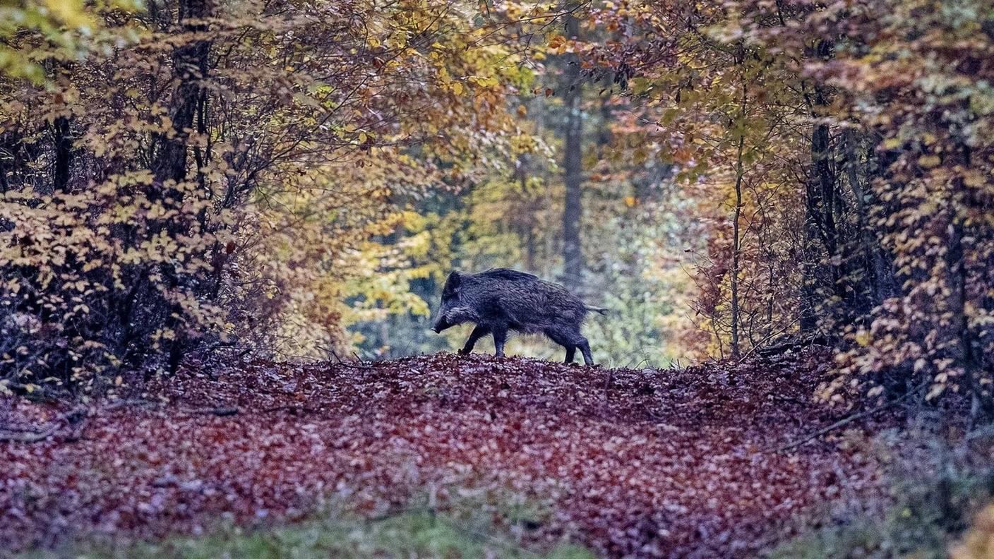 La peste sta avanzando da oriente colpendo allevamenti e animali selvatici