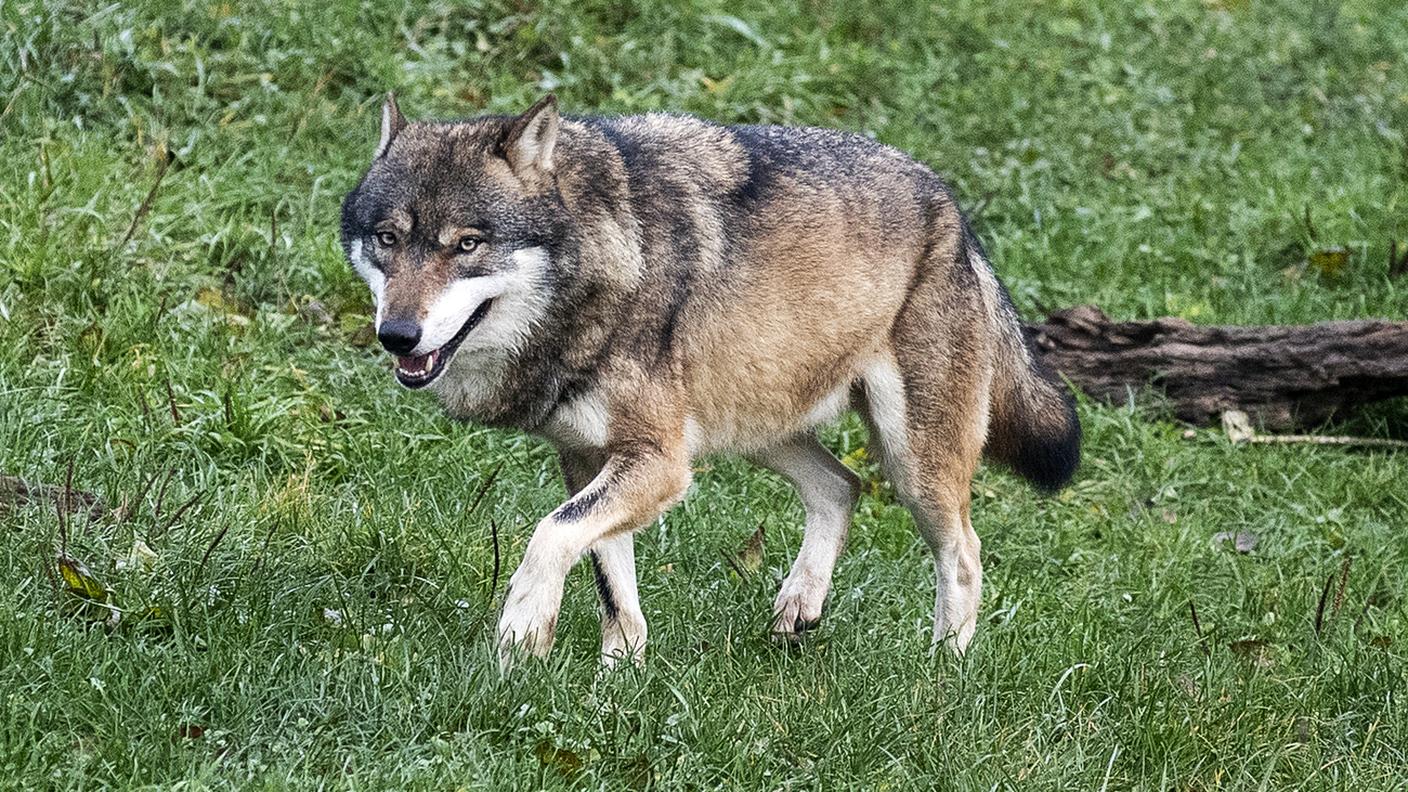 Solo al sopraggiungere di un paio di persone, è scappato in direzione del bosco