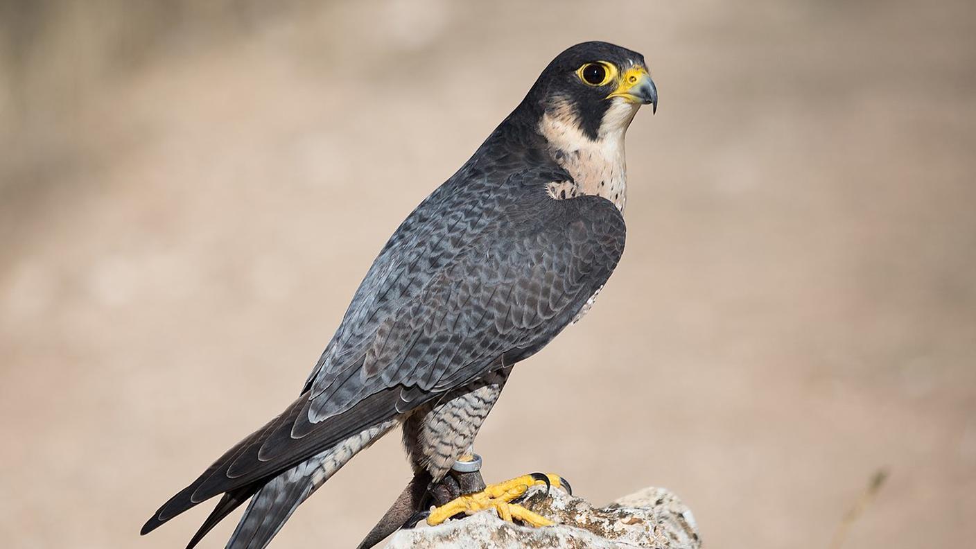 Falco Pellegrino