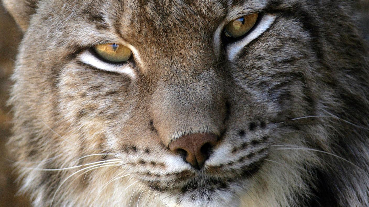 re_lince.jpg