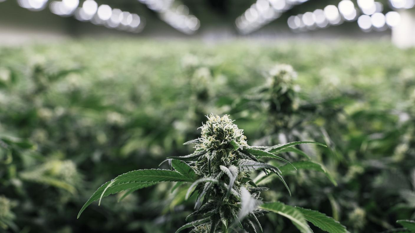 La produzione della cannabis dovrà rispettare le norme fissate dall’Ufficio federale della sanità pubblica e avvenire in Svizzera.