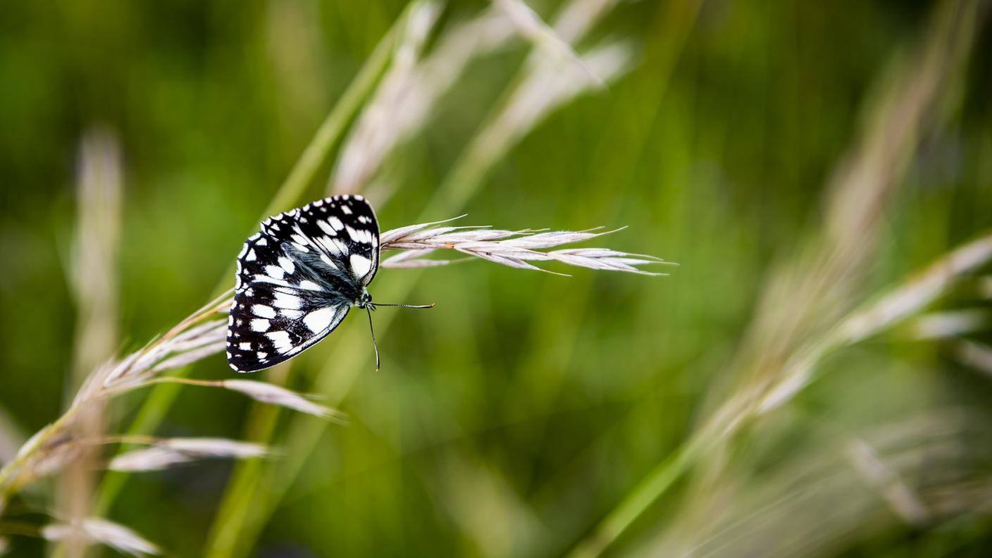 Il Festival della natura si tiene ogni anno nel mese di maggio in concomitanza con la Giornata internazionale della biodiversità
