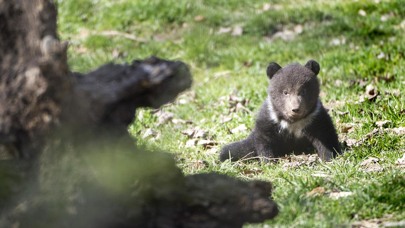 orso berna 3 o 4 ky.JPG