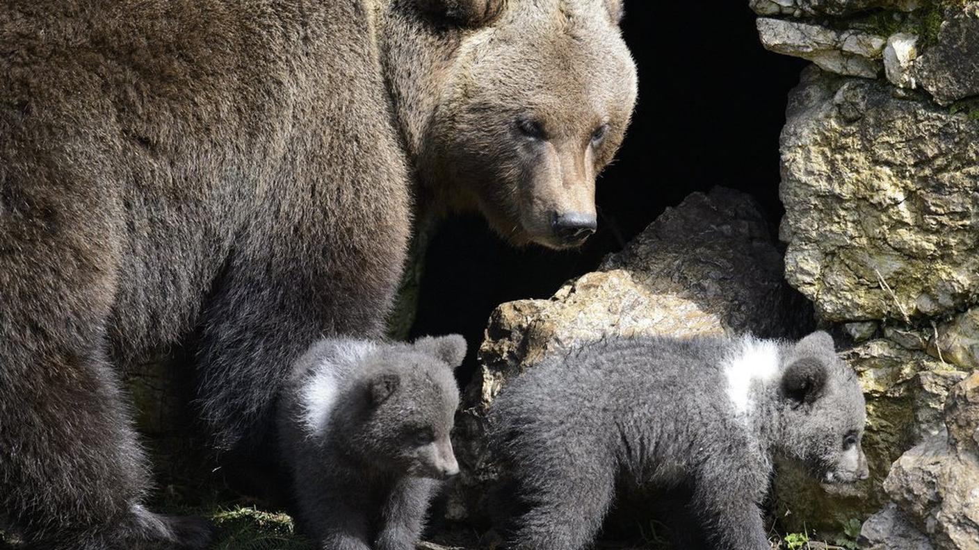 Mamma Ursina tiene sott'occhio i suoi cucciolotti