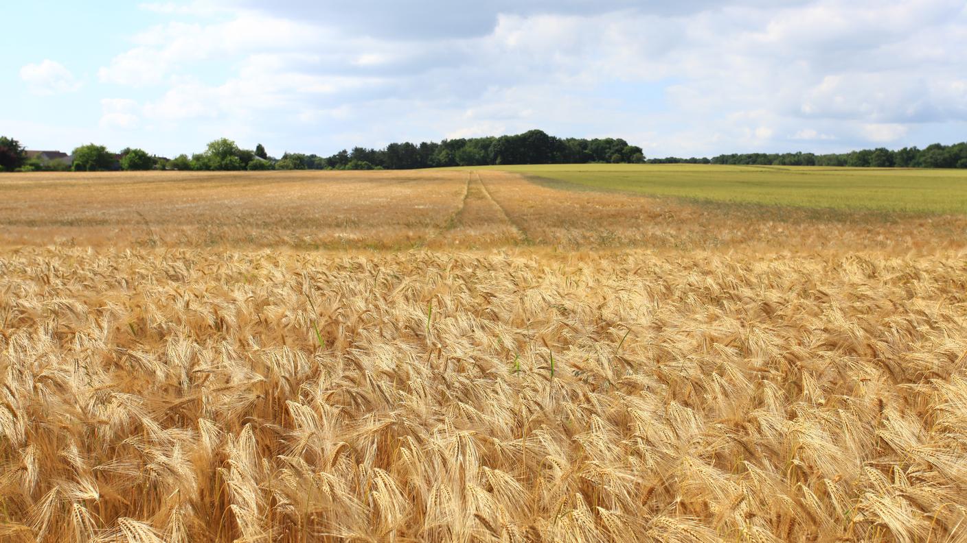 Il grano potrebbe subire un'impennata del prezzo