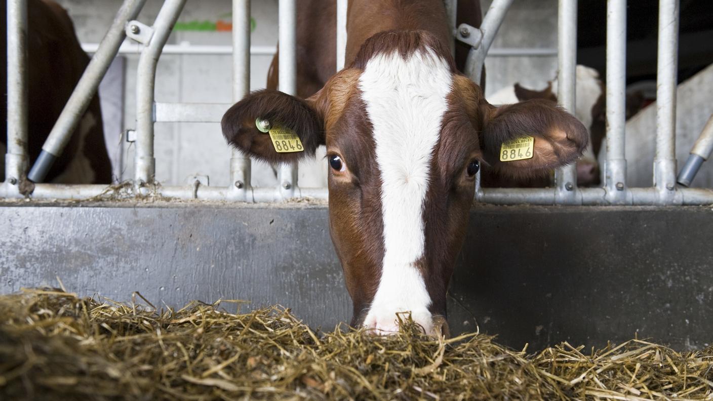 La destra e l'industria alimentare non vogliono nuovi standard per l'allevamento in Svizzera