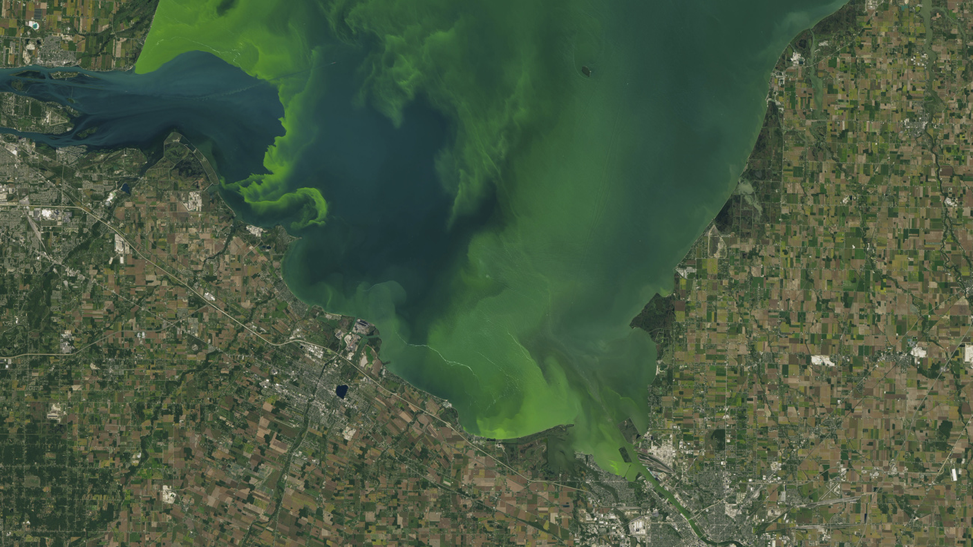 Il lago Erie tra USA e Canada invaso dai cianobatteri. Le tossine prodotte sono pericolose per la salute