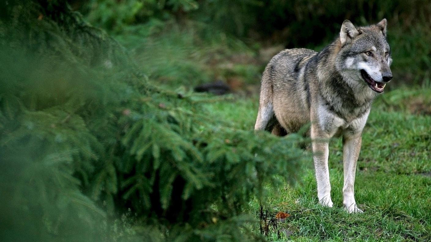Il progetto amplia anche il margine di manovra per quanto riguarda l'eliminazione di singoli capi