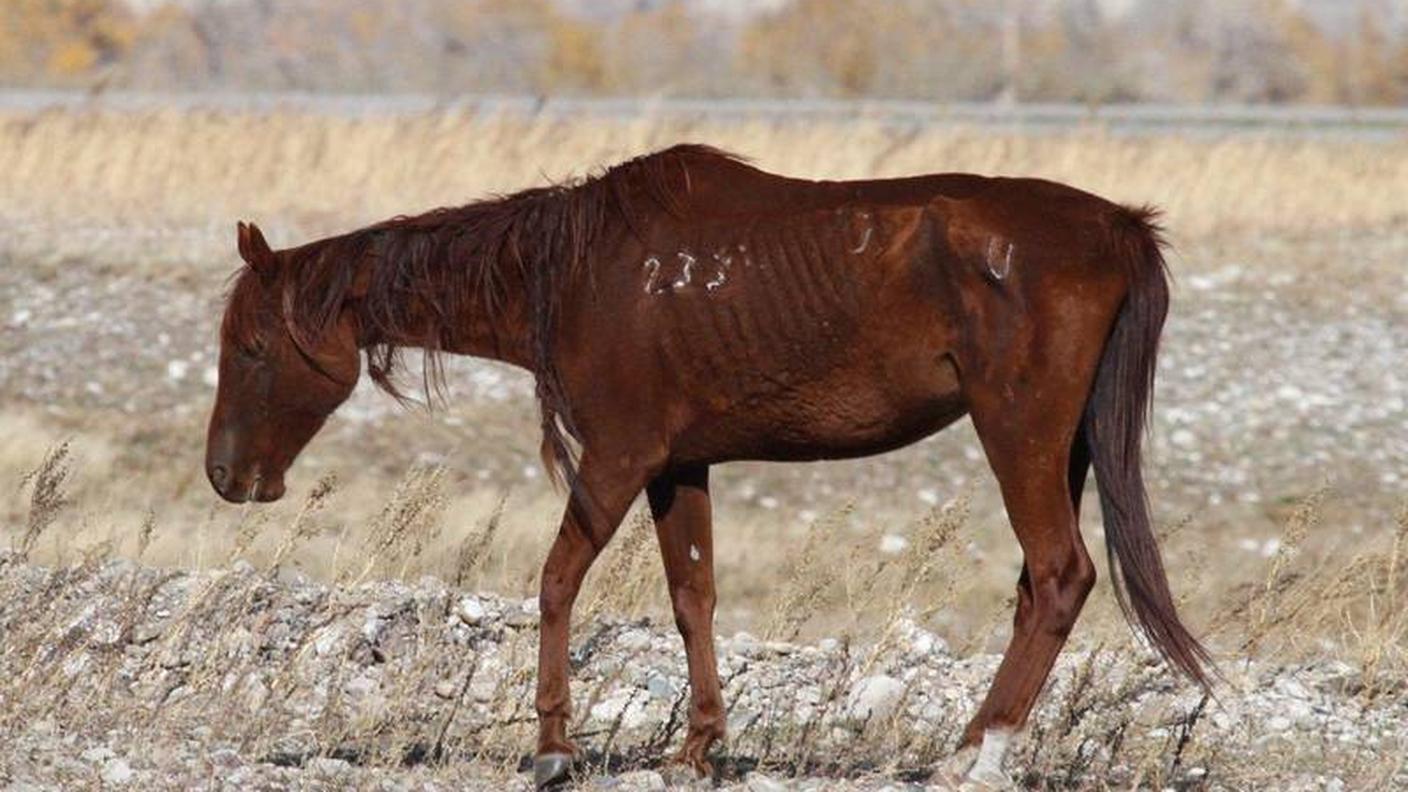 cavalli maltrattati 3 protezione animali zurigo.jpg