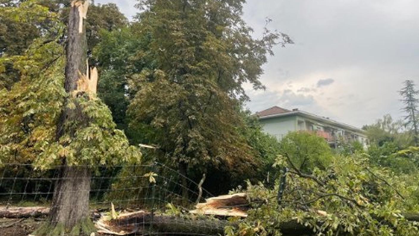 Un grosso albero caduto a Basilea