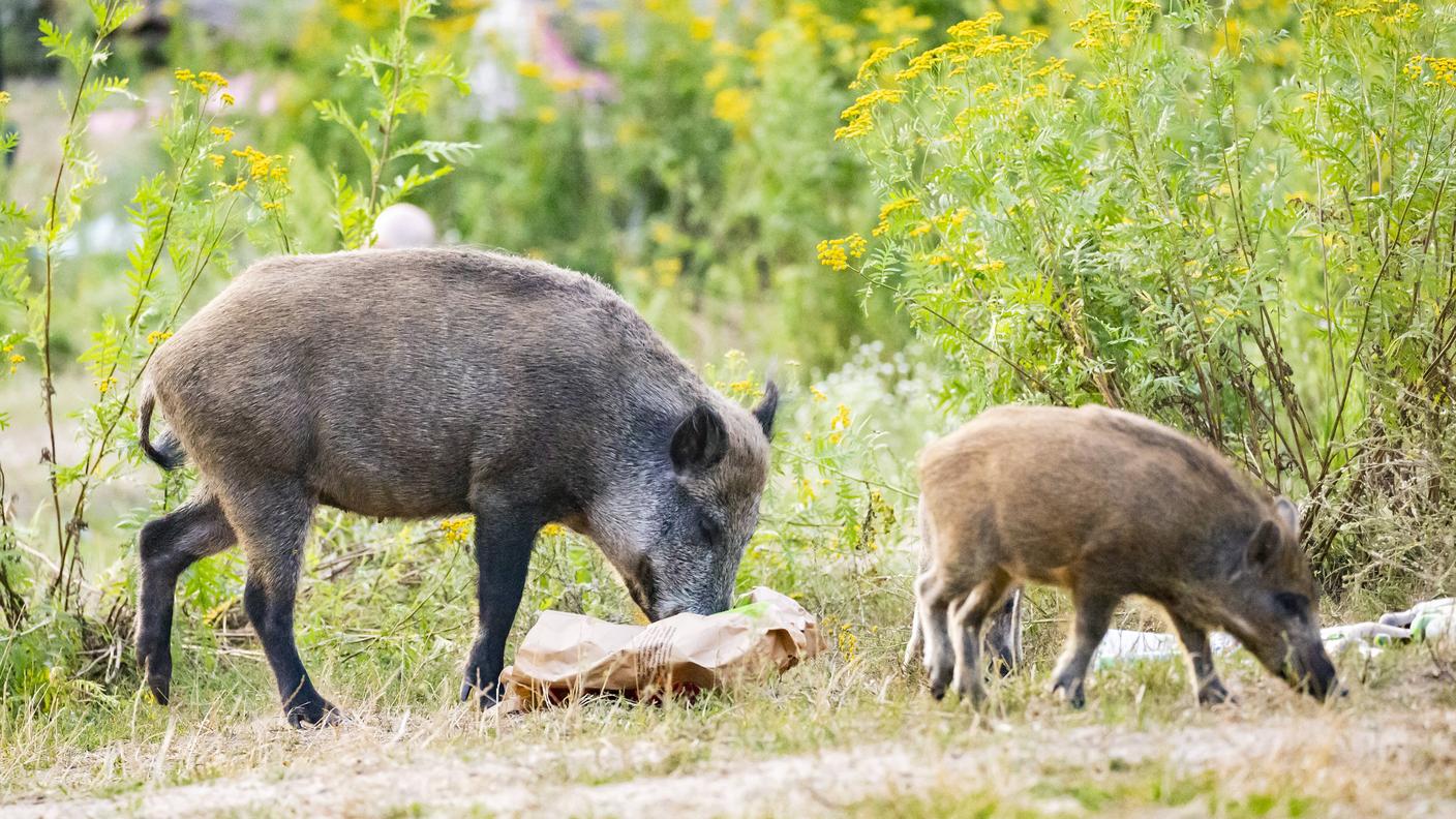 I resti di cibo non devono restare a disposizione dei cinghiali