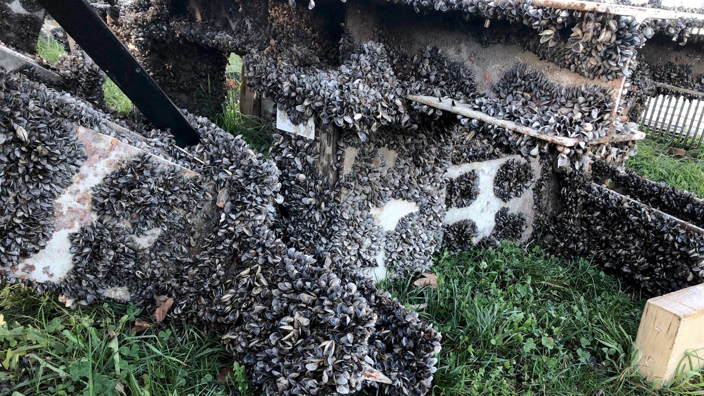 Le cozze quagga attaccate a una struttura a Bregenz sul lago di Costanza
