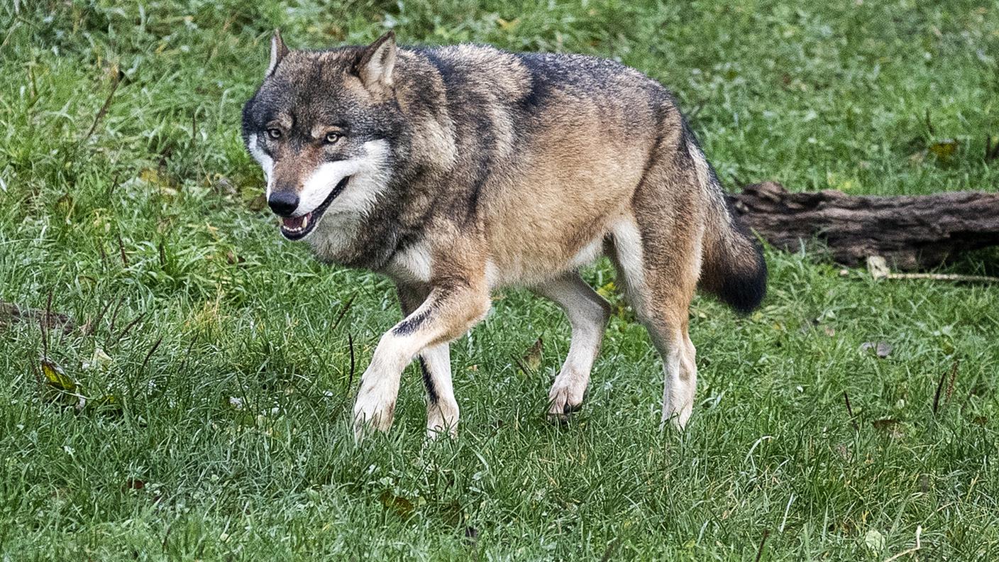 La Svizzera chiedeva di far passare la specie da "assolutamente protetta" a "protetta"